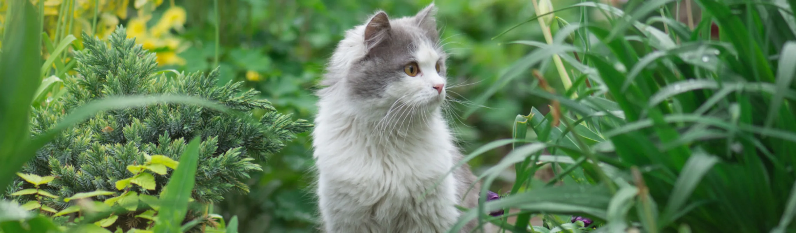 Cat in Garden